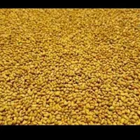 بذر یونجه سبز اندیشان|خدمات باغبانی و درختکاری|ایلام, |دیوار