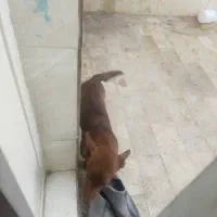 واگذاری سگ میکس اشتپیز