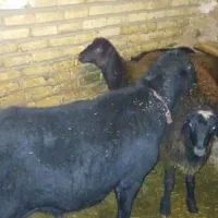 قوچ قره قول اصل|حیوانات مزرعه|حلب, |دیوار