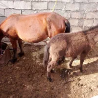 فروشی|اسب و تجهیزات اسب‌سواری|مسجد سلیمان, |دیوار