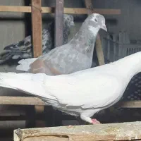 کبوتر بلند پرواز۳۰۰