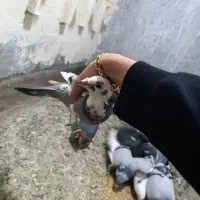 کفتر|پرنده|مشهد, کوی ولیعصر|دیوار