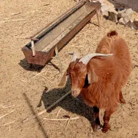 بزغاله دورگه