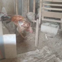 فروش مرغ وخروس|حیوانات مزرعه|محمدبار, |دیوار