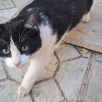 واگذاری گربه های DSH