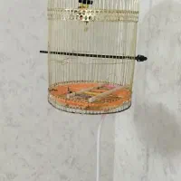قفس پرنده گرد با پایه