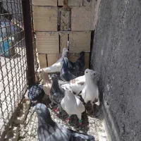 کبوتر  پرشی