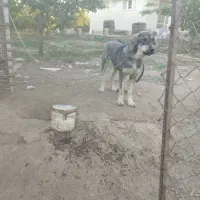گمشده