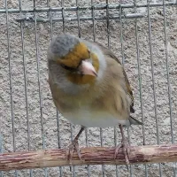 سهره قناری مست خون شلاقی پررو|پرنده|مشهد, شهرک مهر آباد|دیوار