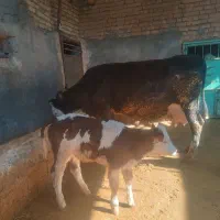 گاو همراه گوساله ماده و تلیسه آبستن|حیوانات مزرعه|بجنورد, |دیوار