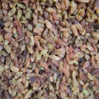 فروش انواع کشمش طلایی خرمایی|خوردنی و آشامیدنی|ابهر, |دیوار