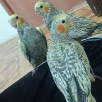 عروس هلندی  جذاب و قشنگ وسالم کاملا اهلی