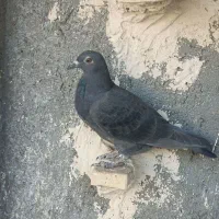 کفتر صید|پرنده|مشهد, همت آباد|دیوار