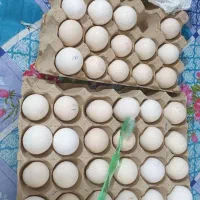 تخم مرغ دیلگونی پاپر اصیل|حیوانات مزرعه|دهدشت, |دیوار