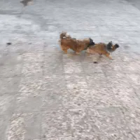 پنج عدد توله کمیاب پیکینز نر و ماده|سگ|اهواز, کیانپارس |دیوار