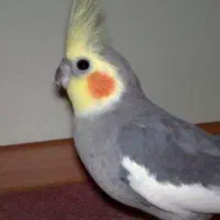 عروس هلندی سخنگو نر سالم|پرنده|ابهر, |دیوار