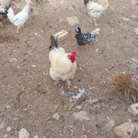 خروس