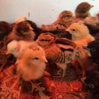 جوجه مرغ محلی