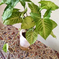 فروش انواع گلهای هیدروپونیک شده و خاکی|گل و گیاه طبیعی|نائین, |دیوار