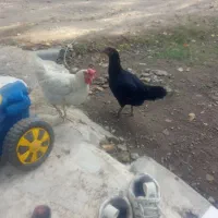 مرغ سیاه