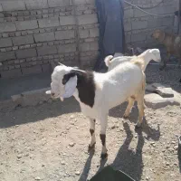 فروش فوری تروشت محلی 18 تومان|حیوانات مزرعه|سراوان, |دیوار