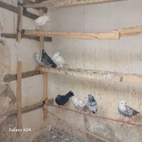 کبوترپرشی|پرنده|رشت, تازه آباد|دیوار