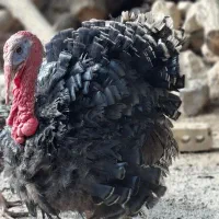 بوقلمون بزرگ