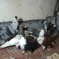 کبوتر  همه باهم