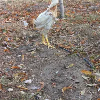 سلام دوستان دوتا جوجه خروس نسل ژرمن آلمانی|حیوانات مزرعه|گالیکش, |دیوار