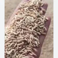گندم و جو بذری
