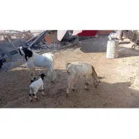 واگذار|حیوانات مزرعه|ماهدشت, |دیوار