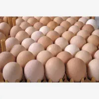 تخم مرغ محلی