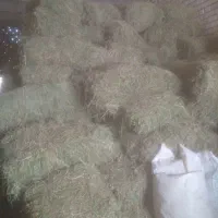 گندم دیمه وپرس یونجه اب شیرین