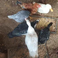 اردک و مرغ|حیوانات مزرعه|مینودشت, |دیوار