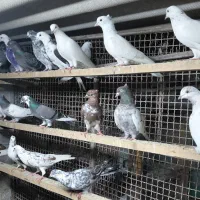 کبوتر غریبگیری|پرنده|قائم‌شهر, |دیوار