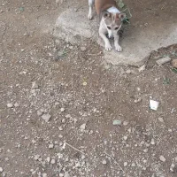 گوسفندی موش گیر|سگ|گنبد کاووس, |دیوار