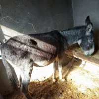 الاغ|حیوانات مزرعه|لوداب, |دیوار