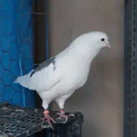 نر پشت سبز(اصیل،پرش سنگین)