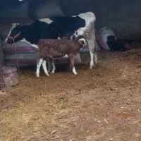 گاو|حیوانات مزرعه|شیراز, حومه شیراز|دیوار