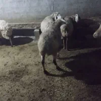 آبستن فروشی|حیوانات مزرعه|شیروان (خراسان), |دیوار