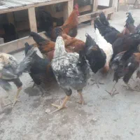 13عدد مرغ خروس