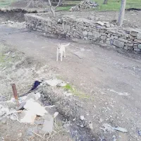 توله سگ سرابی