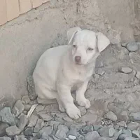 واگذاری توله پاکوتا|سگ|آق قلا, |دیوار