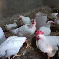 مرغ گوشتی فروش حتا یک عدد