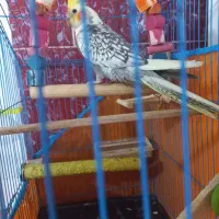 عروس هلندی ماده