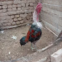 خروس لاری