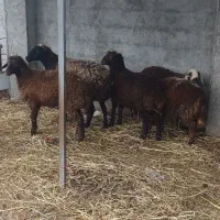 فروش گوسفند