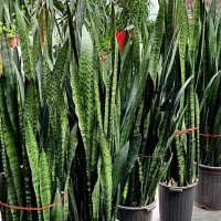 تخفیف ویژه گل و گیاه اپارتمانی برای روز مادر