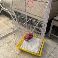 قفس|پرنده|اهواز, فاز ۱ پادادشهر|دیوار