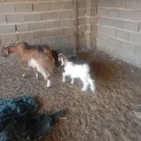 بز هیکلی دو کهره ای جوان|حیوانات مزرعه|سعدآباد, |دیوار